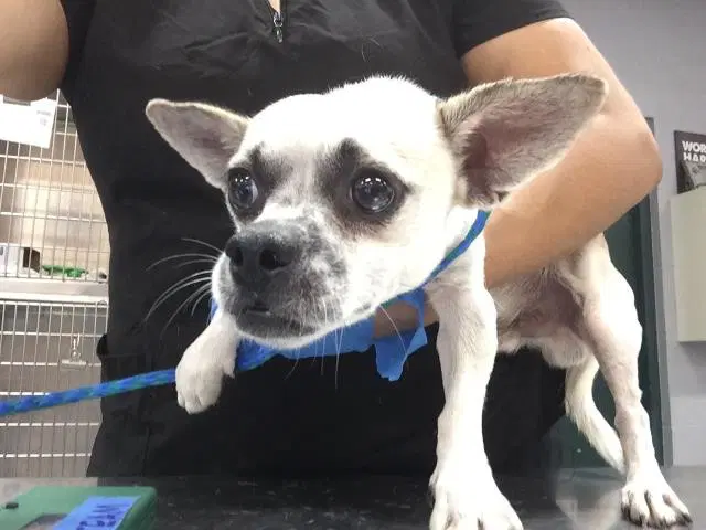 Algodon - Chihuahua