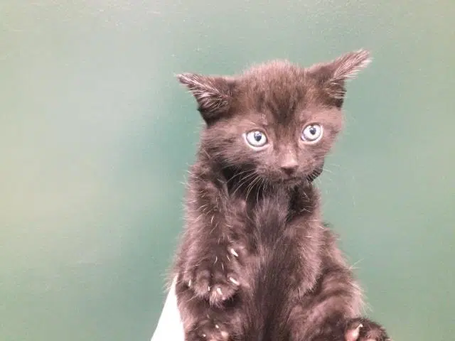 Luke - Domestic Short Hair