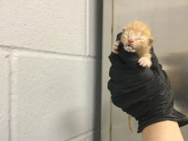 Unknown - Domestic Short Hair