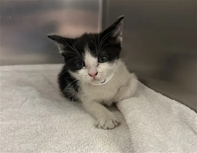 Duchess - Domestic Short Hair