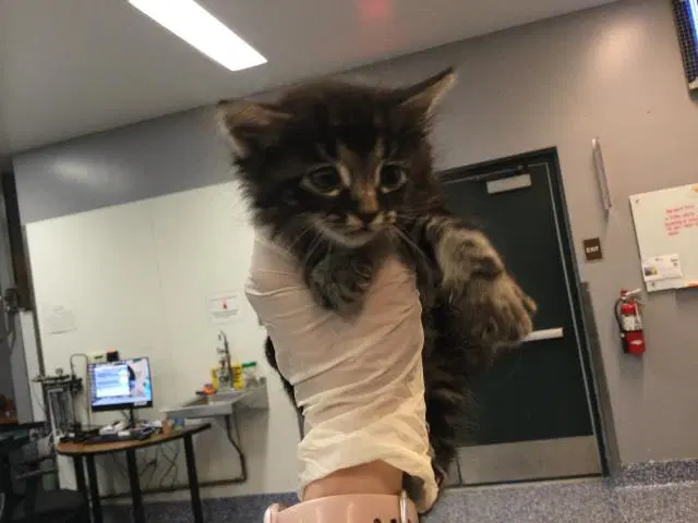 Lucas - Domestic Medium Hair