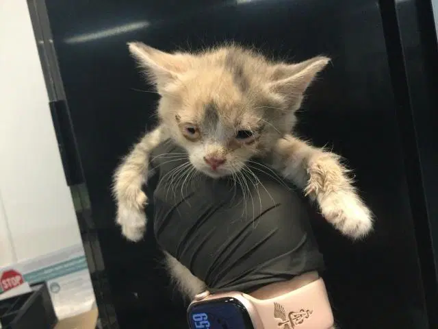 Rose - Domestic Short Hair