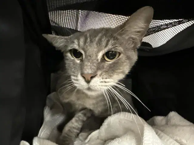 Luna - Domestic Short Hair