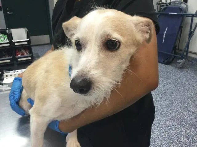 Marley - Terrier
