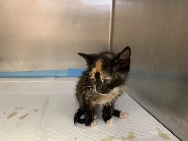 Unknown - Domestic Short Hair