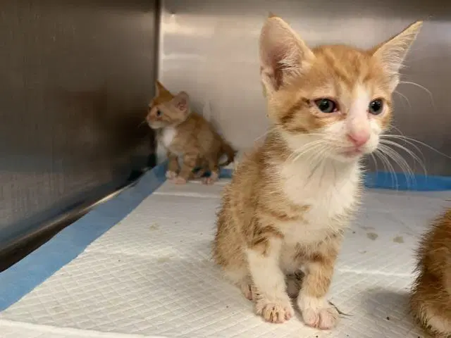 Unknown - Domestic Short Hair