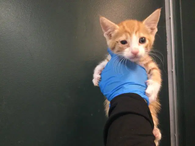 Unknown - Domestic Short Hair