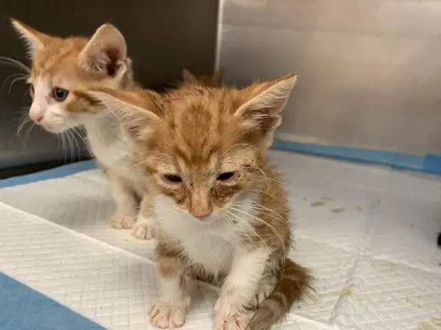 Unknown - Domestic Short Hair
