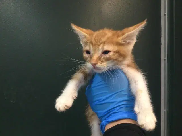 Unknown - Domestic Short Hair