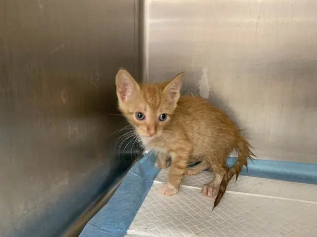 Unknown - Domestic Short Hair