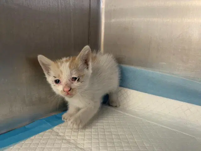 Joshua - Domestic Short Hair
