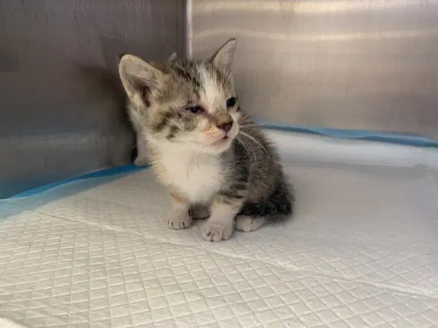 Yucca - Domestic Short Hair