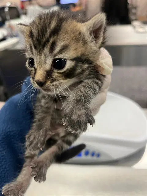 Drop - Domestic Short Hair