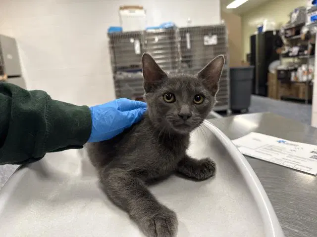 Pluto - Domestic Short Hair