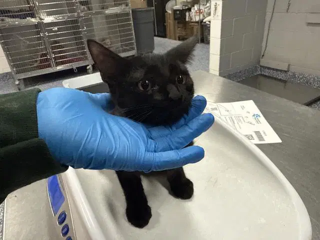 Jupiter - Domestic Short Hair