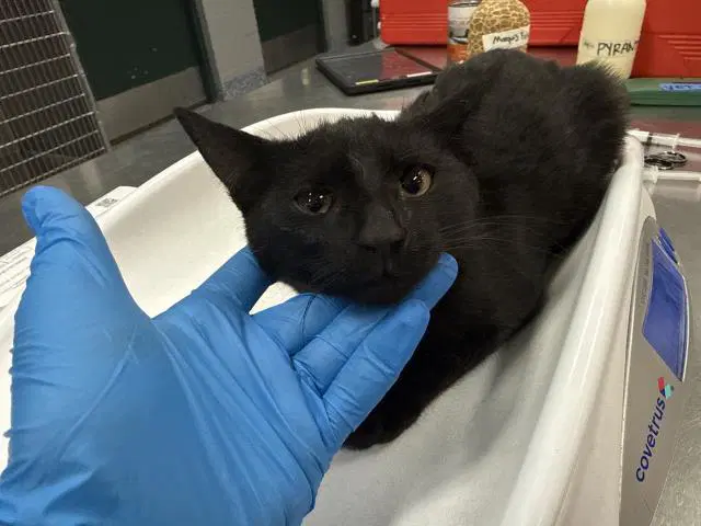 Saturn - Domestic Short Hair