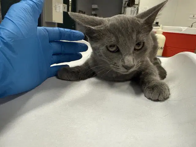 Venus - Domestic Short Hair
