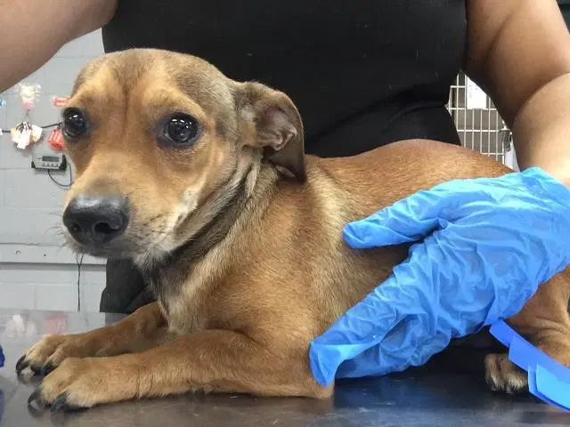 Roux - Chihuahua