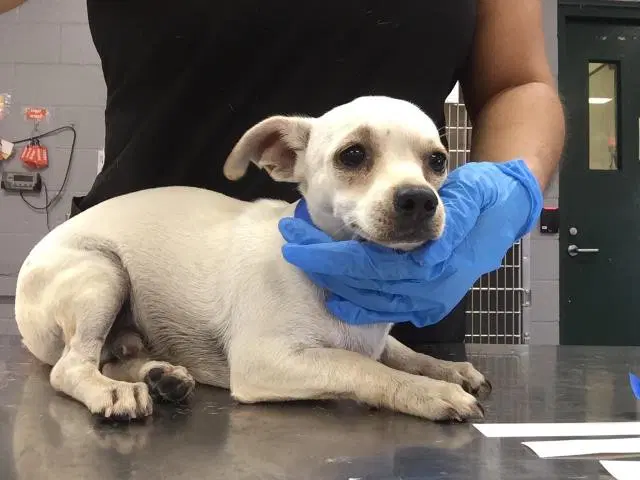 Finley - Chihuahua