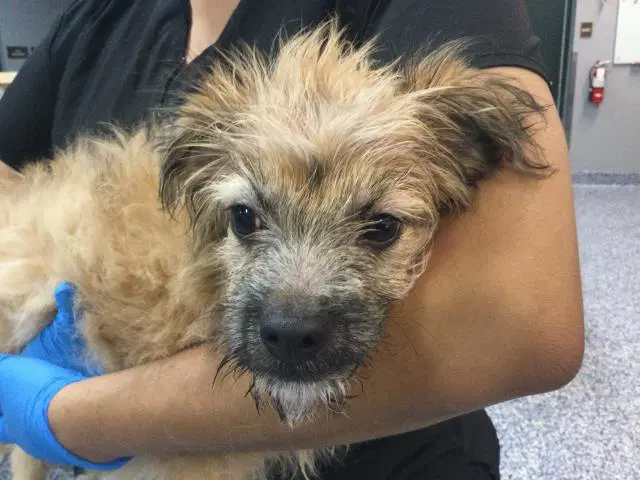 Roxy - Yorkshire Terrier Yorkie