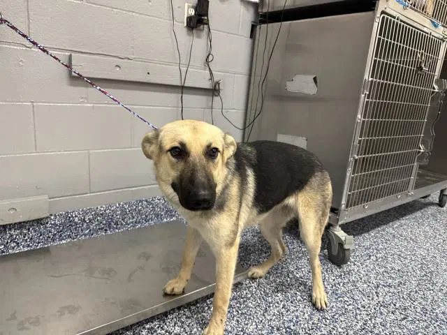 Cali - German Shepherd Dog