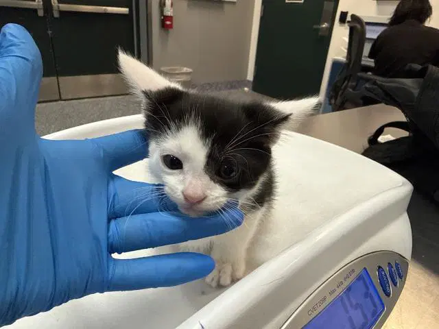 Barnaby - Domestic Short Hair
