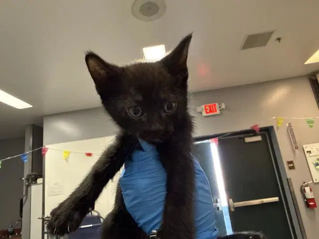 Barnaby - Domestic Short Hair