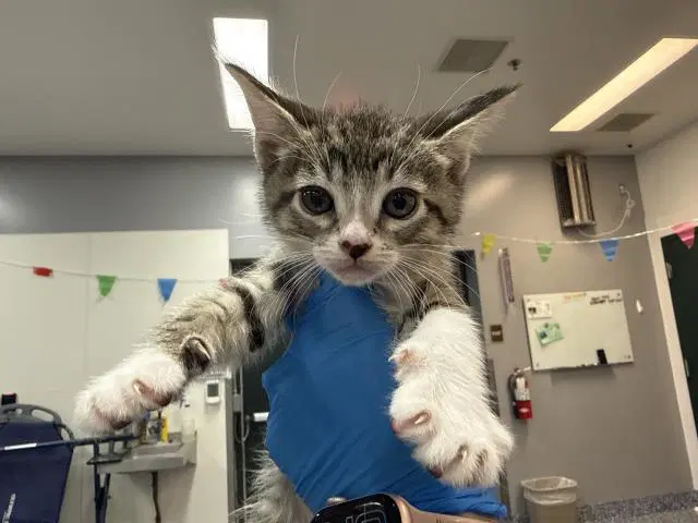 Oliver - Domestic Short Hair