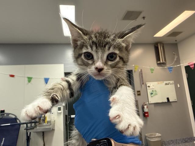 Oliver