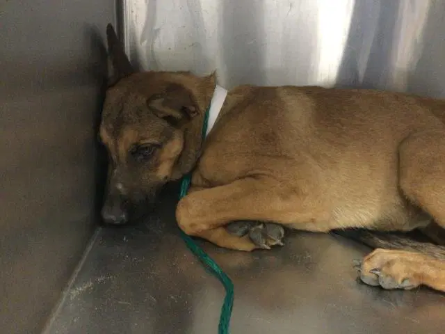 Ruth - Belgian Shepherd Malinois