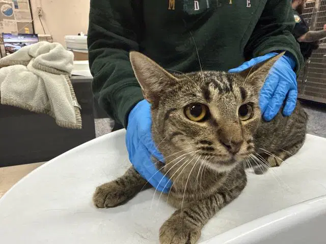 Sunny - Domestic Short Hair