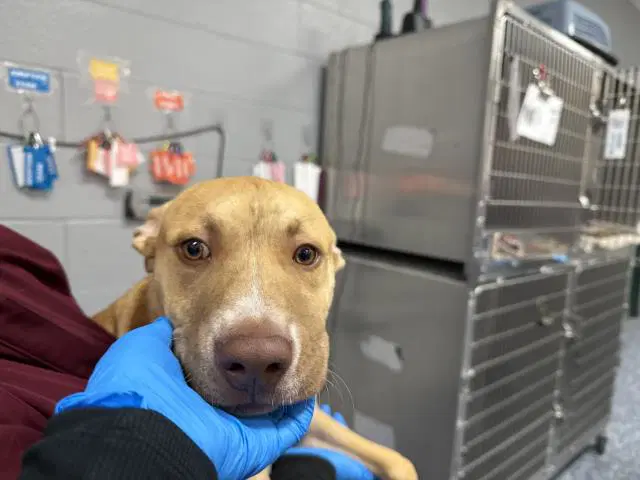 Disco - Pit Bull Terrier