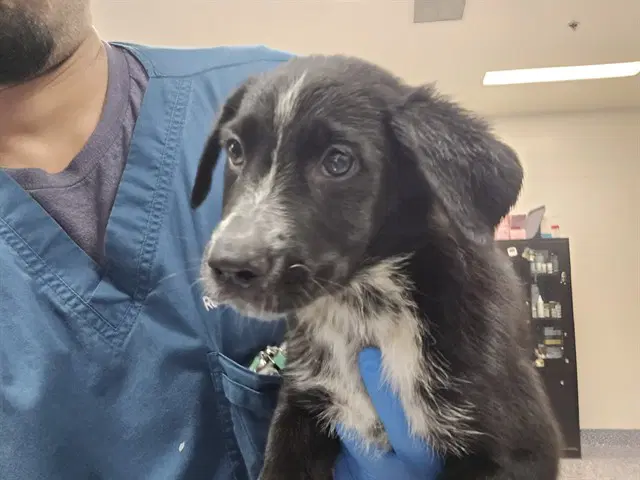 Brett - Labrador Retriever