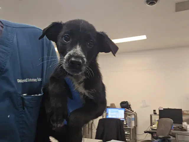 Harley - Labrador Retriever