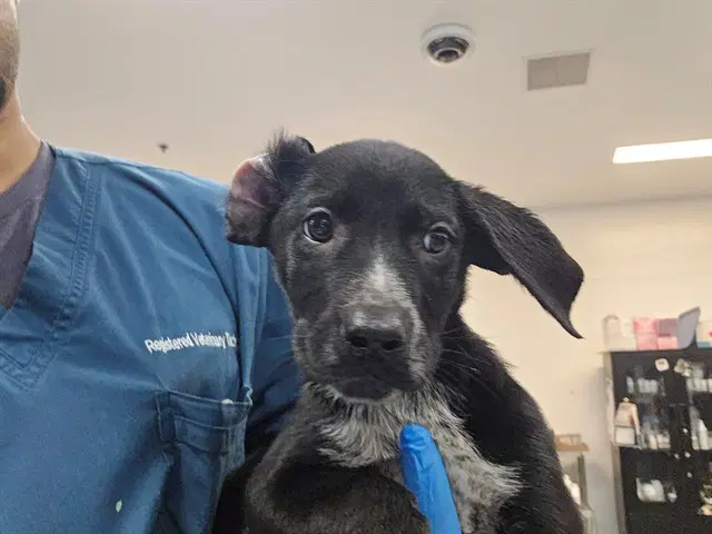 Benney - Labrador Retriever