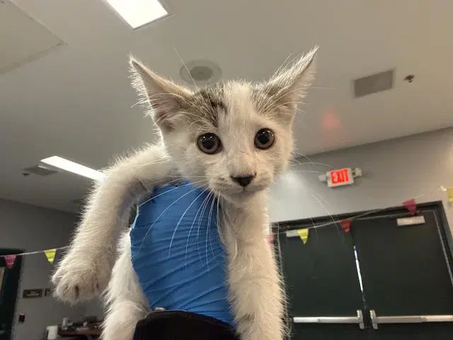 Luna - Domestic Short Hair