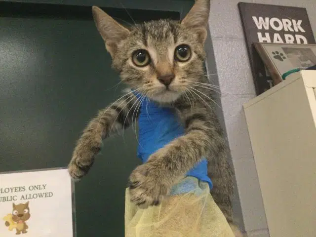 Mouse - Domestic Short Hair