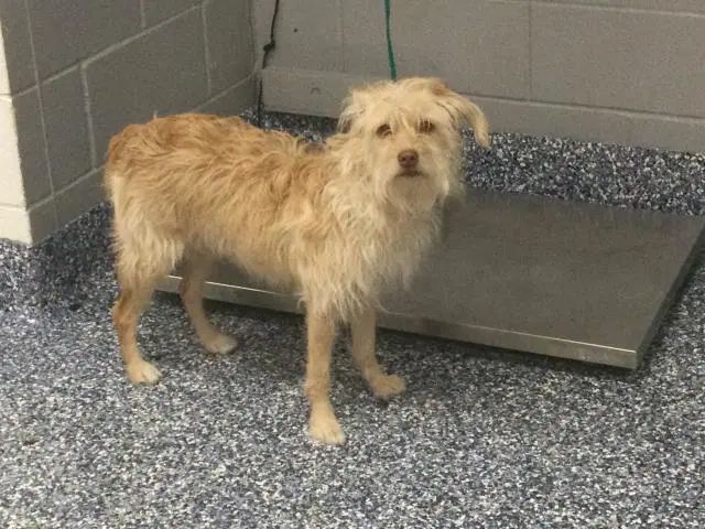 Tracy - Terrier
