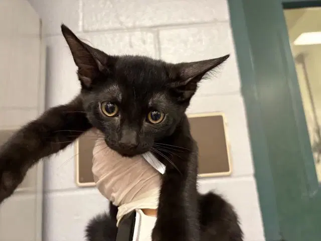 Kuro - Domestic Short Hair