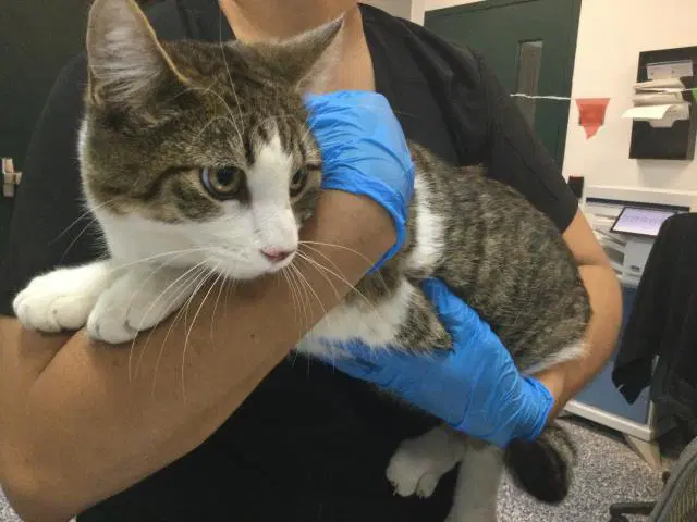 Saba - Domestic Short Hair