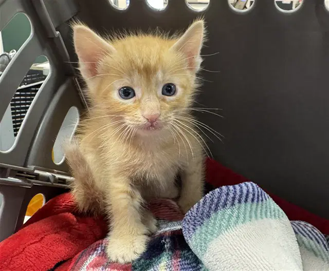Nick - Domestic Short Hair