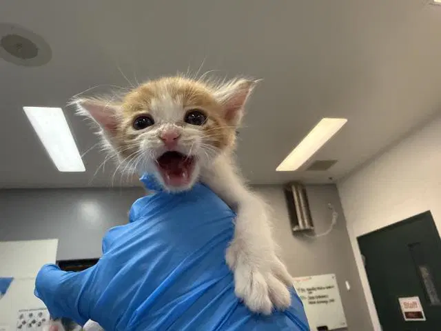 Barnaby - Domestic Short Hair