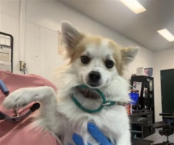 Bella - Pomeranian