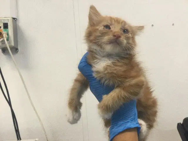 Oliver - Domestic Short Hair