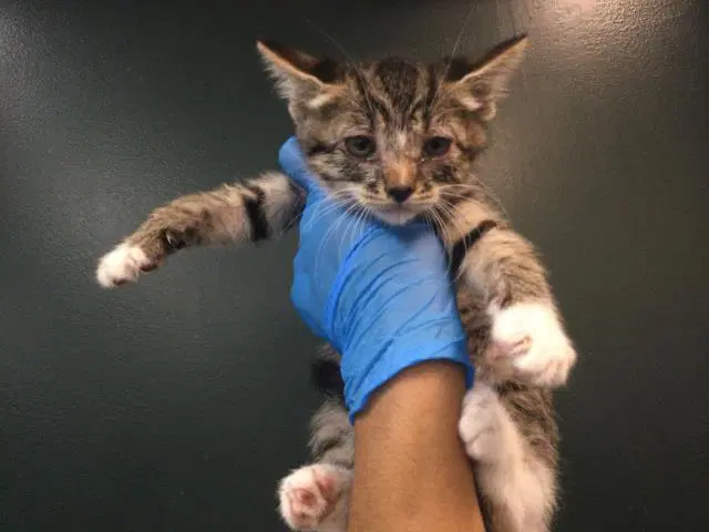 Oliver - Domestic Short Hair