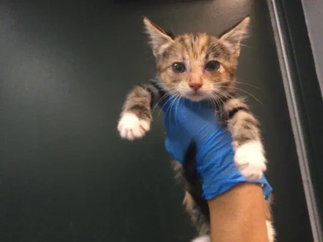 Luna - Domestic Short Hair