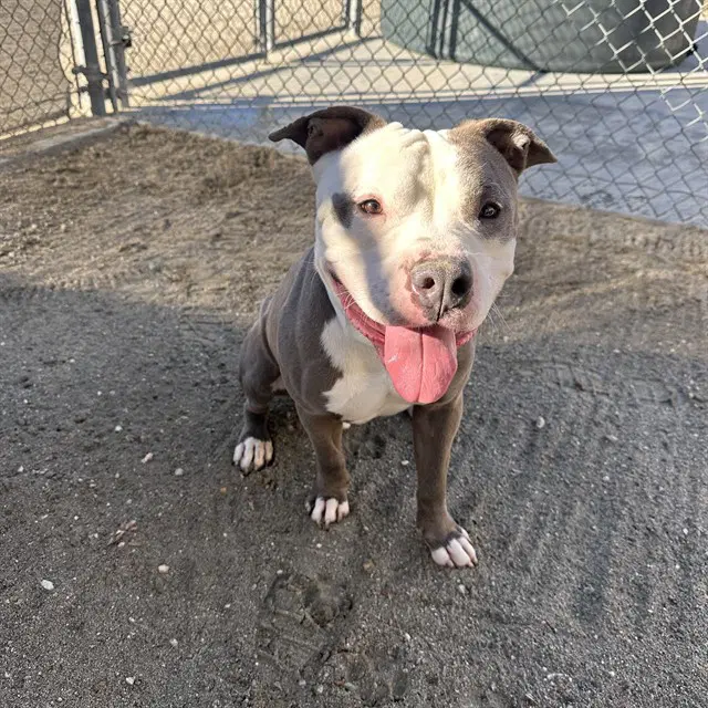 Kobe - Pit Bull Terrier