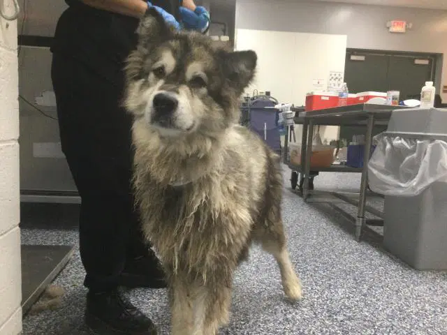 Ursa - Siberian Husky
