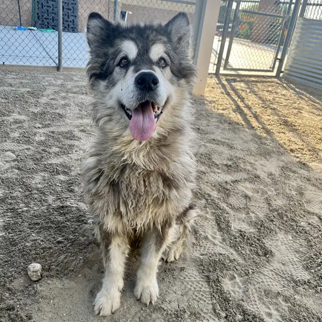 Ursa - Siberian Husky