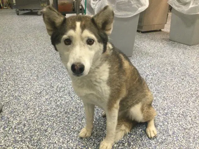 Abby - Siberian Husky